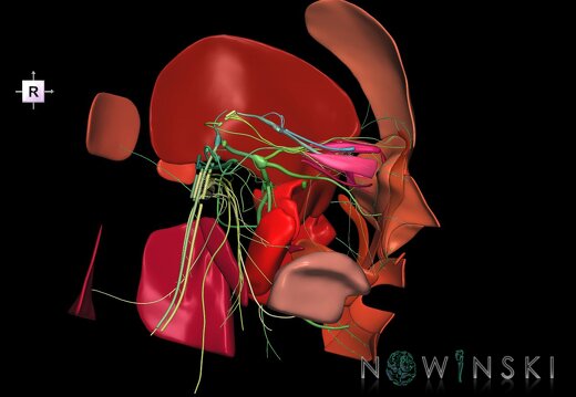 G2T19.2-20.2-CranialNervesLeft HeadMusclesLeft