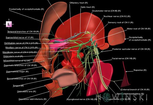 G2.T19.3-20.3.V2.C2.L1.Cranial nerves right–Head muscles right