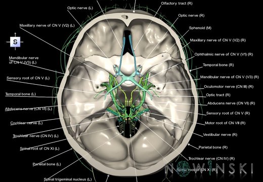 G2T19.1-22.3.CranialNervesAll-SkullBase