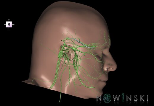G2.T19.3-24.2.V4.C1.L0.Cranial nerves left–Skin left