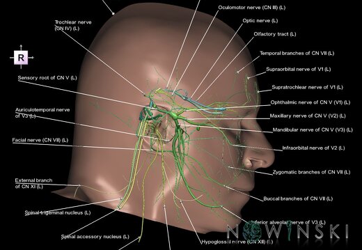 G2.T19.3-24.2.V4.C2.L1.Cranial nerves left–Skin left