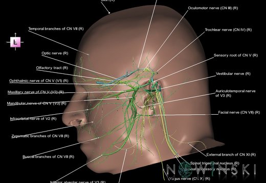 G2.T19.4-24.3.V2.C2.L1.Cranial nerves right–Skin right