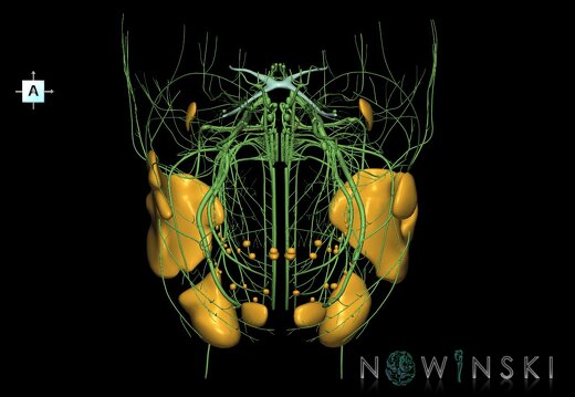 G2.T19.1-21.V1.C1.L0.Cranial nerves all–Glands