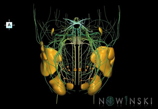G2.T19.1-21.V1.C2.L0.Cranial nerves all–Glands