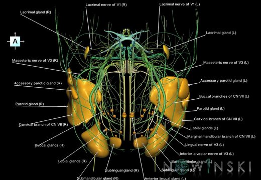 G2.T19.1-21.V1.C2.L1.Cranial nerves all–Glands