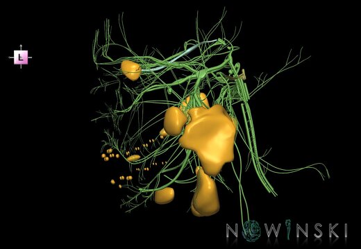 G2.T19.1-21.V2.C1.L0.Cranial nerves all–Glands