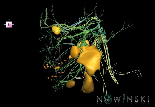 G2.T19.1-21.V2.C2.L0.Cranial nerves all–Glands