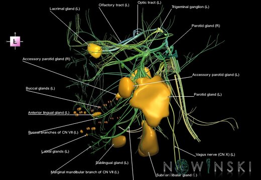 G2.T19.1-21.V2.C2.L1.Cranial nerves all–Glands