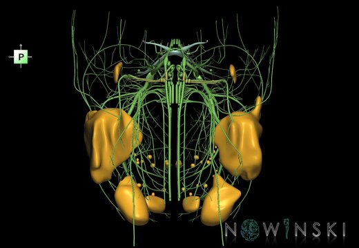 G2.T19.1-21.V3.C1.L0.Cranial nerves all–Glands