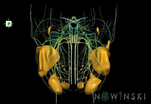G2.T19.1-21.V3.C2.L0.Cranial nerves all–Glands