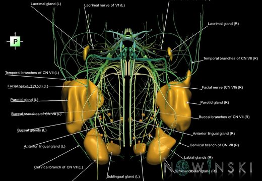 G2.T19.1-21.V3.C2.L1.Cranial nerves all–Glands