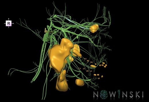 G2.T19.1-21.V4.C1.L0.Cranial nerves all–Glands