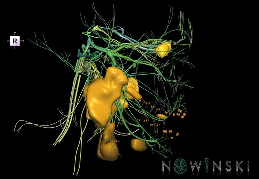 G2.T19.1-21.V4.C2.L0.Cranial nerves all–Glands