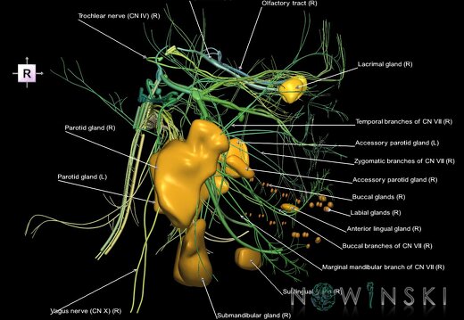 G2.T19.1-21.V4.C2.L1.Cranial nerves all–Glands