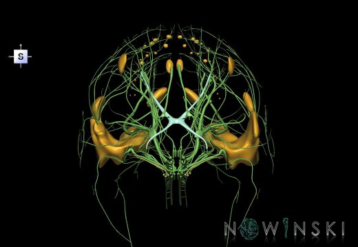 G2.T19.1-21.V5.C1.L0.Cranial nerves all–Glands