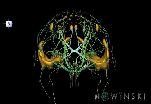 G2.T19.1-21.V5.C2.L0.Cranial nerves all–Glands