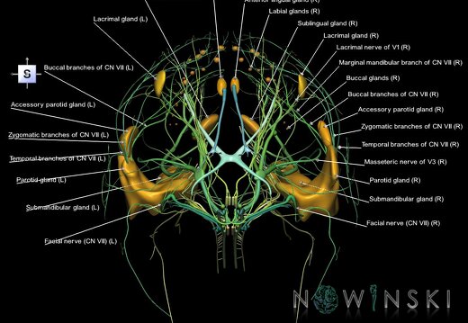 G2.T19.1-21.V5.C2.L1.Cranial nerves all–Glands
