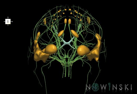 G2.T19.1-21.V6.C1.L0.Cranial nerves all–Glands