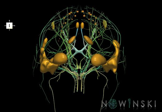 G2.T19.1-21.V6.C2.L0.Cranial nerves all–Glands