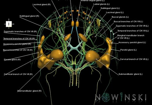 G2.T19.1-21.V6.C2.L1.Cranial nerves all–Glands