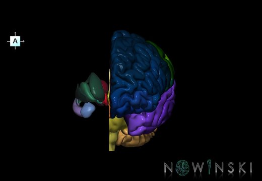 G2T2.2-11.BrainLeft-DeepNucleiRight