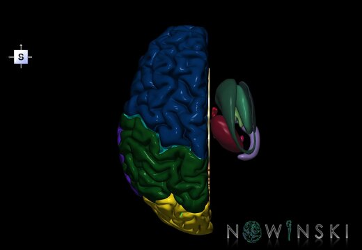 G2.T2.2-11.V5.C2.L0.Brain left–Deep nuclei right