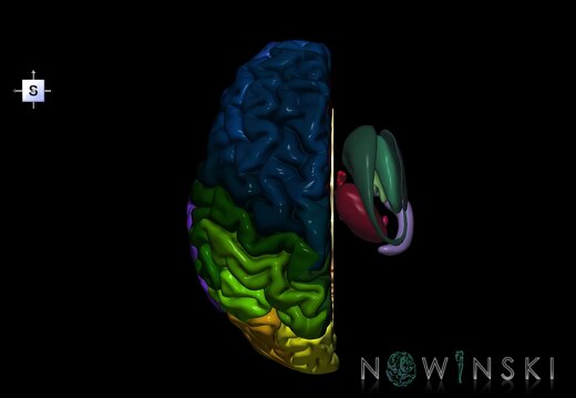 G2.T2.2-11.V5.C3-2.L0.Brain left–Deep nuclei right