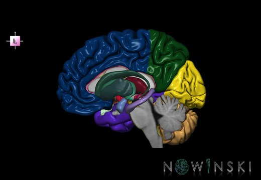 G2T2-11.Brain-DeepNuclei