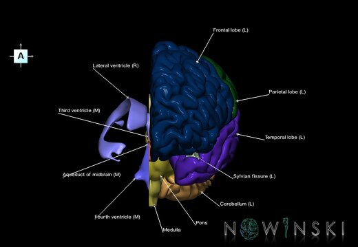G2.T2.2-12.V1.C2.L1.Brain left–Cerebral ventricles right