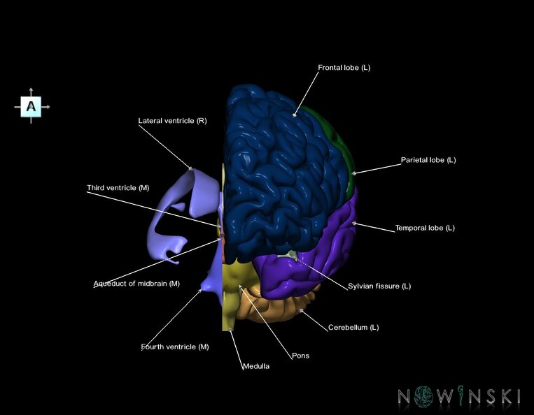G2.T2.2-12.V1.C2.L1.Brain_left–Cerebral_ventricles_right.tiff