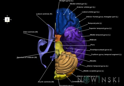 G2.T2.2-12.V6.C3-2.L1.Brain left–Cerebral ventricles right