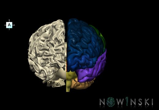 G2.T2.2-13.3.V1.C3-2.L0.Brain left–White matter right