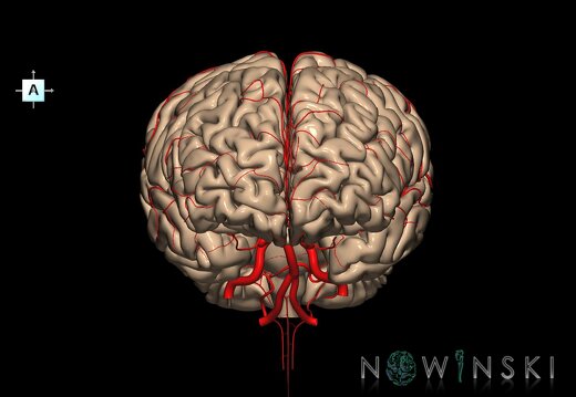 G2.T2-15.2.V1.C1.L0.Brain–Intracranial arterial system