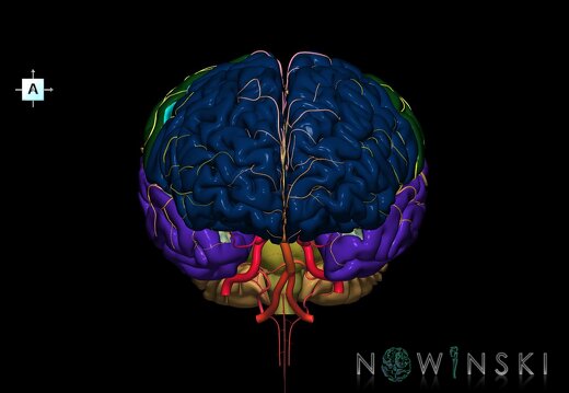 G2.T2-15.2.V1.C2.L0.Brain–Intracranial arterial system