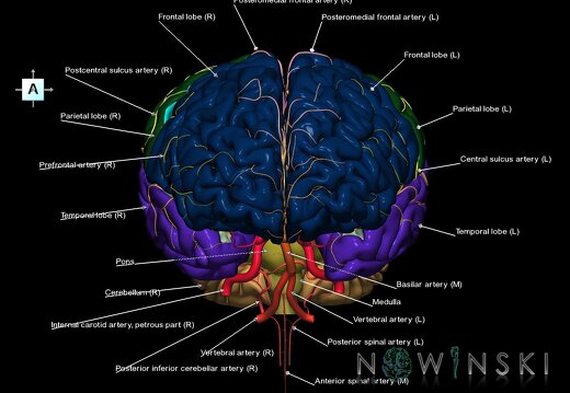 G2.T2-15.2.V1.C2.L1.Brain–Intracranial arterial system
