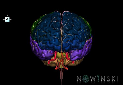 G2.T2-15.2.V1.C3-2.L0.Brain–Intracranial arterial system