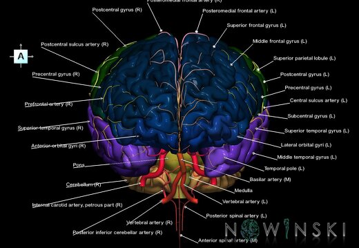 G2.T2-15.2.V1.C3-2.L1.Brain–Intracranial arterial system