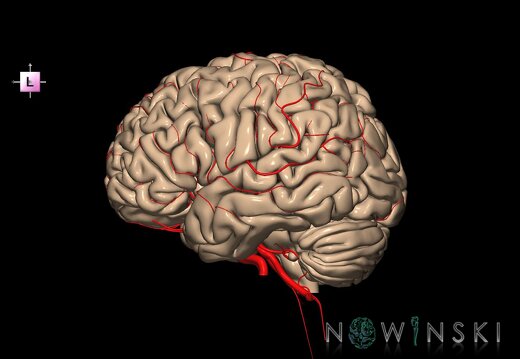 G2.T2-15.2.V2.C1.L0.Brain–Intracranial arterial system