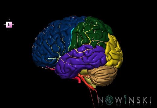 G2.T2-15.2.V2.C2.L0.Brain–Intracranial arterial system