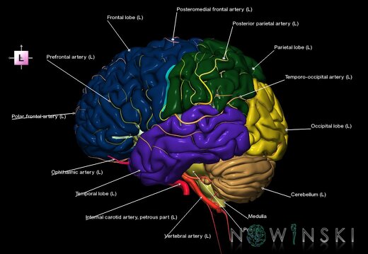 G2.T2-15.2.V2.C2.L1.Brain–Intracranial arterial system