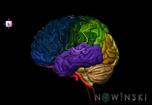 G2.T2-15.2.V2.C3-2.L0.Brain–Intracranial arterial system