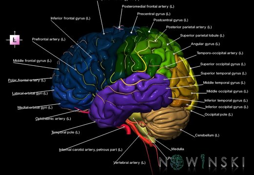 G2.T2-15.2.V2.C3-2.L1.Brain–Intracranial arterial system