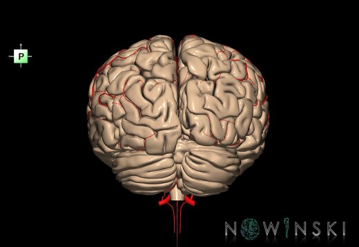 G2.T2-15.2.V3.C1.L0.Brain–Intracranial arterial system
