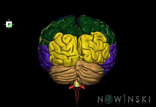G2.T2-15.2.V3.C2.L0.Brain–Intracranial arterial system