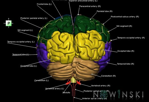 G2.T2-15.2.V3.C2.L1.Brain–Intracranial arterial system