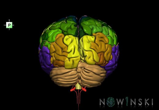 G2.T2-15.2.V3.C3-2.L0.Brain–Intracranial arterial system