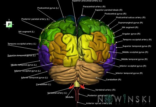 G2.T2-15.2.V3.C3-2.L1.Brain–Intracranial arterial system