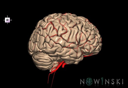 G2.T2-15.2.V4.C1.L0.Brain–Intracranial arterial system