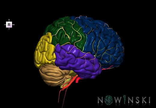 G2.T2-15.2.V4.C2.L0.Brain–Intracranial arterial system