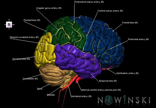 G2.T2-15.2.V4.C2.L1.Brain–Intracranial arterial system